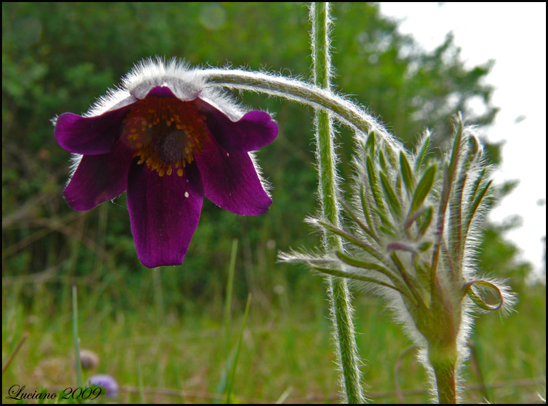 Pulsatilla montana